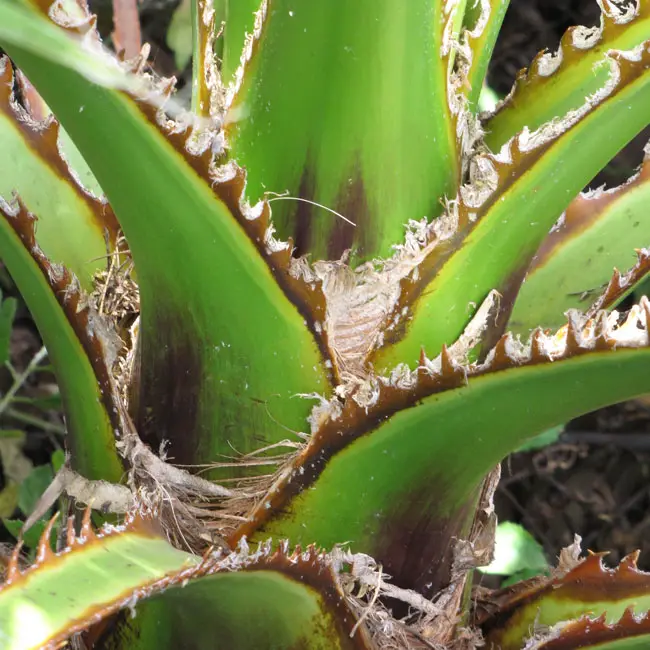 Mexican Fan Palm Tree (Washingtonia robusta)