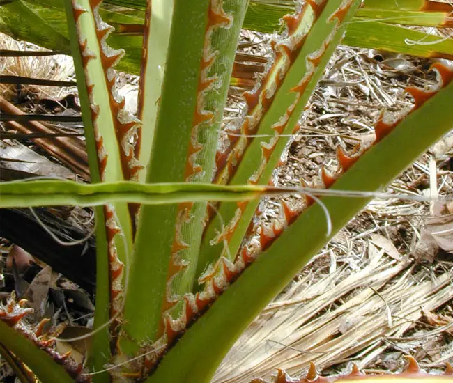 Mexican Fan Palm Tree (Washingtonia robusta)