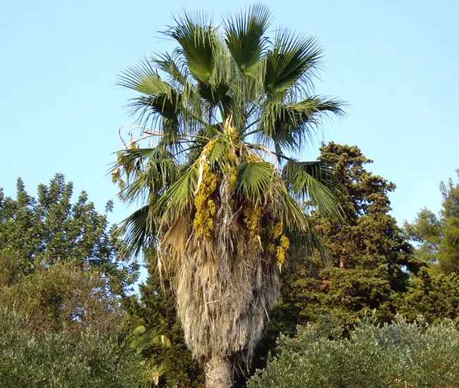 Mexican Fan Palm Tree (Washingtonia robusta). 