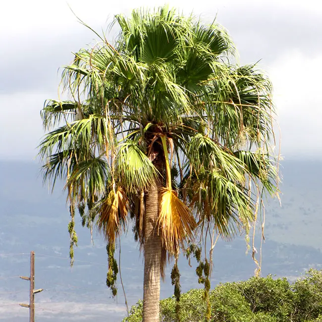 Mexican Fan Palm Tree (Washingtonia robusta)