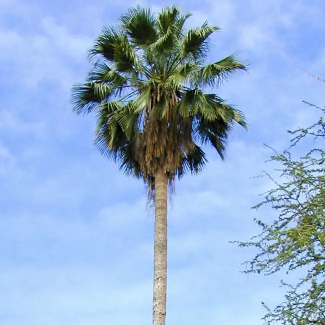 Mexican Fan Palm Tree (Washingtonia robusta). 