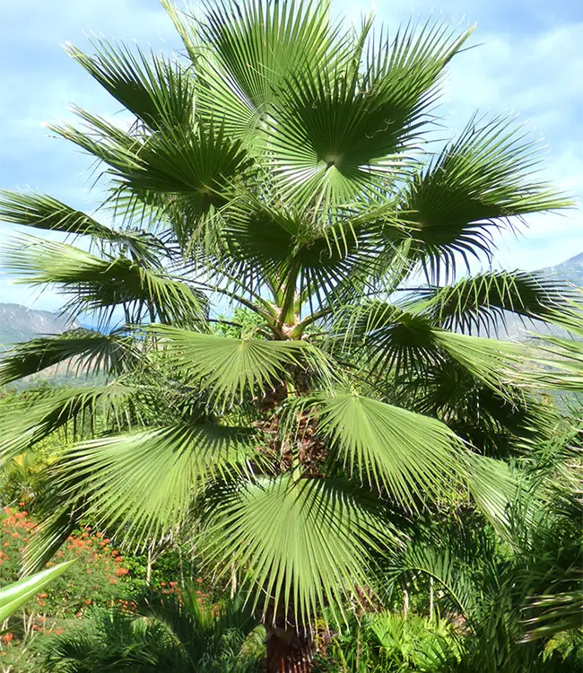 Mexican Fan Palm Tree (Washingtonia robusta)