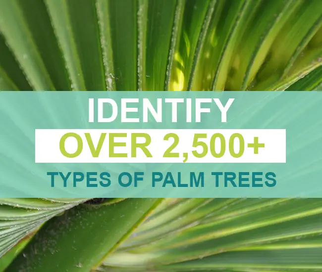 Identify Over 2,500+ Types Of Palm Trees