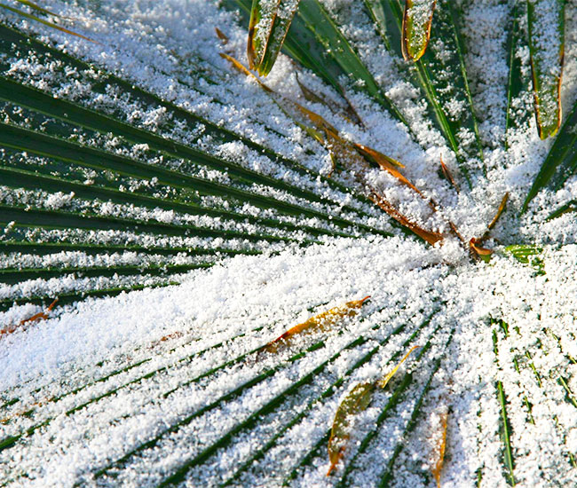 Snow on palm leaf.