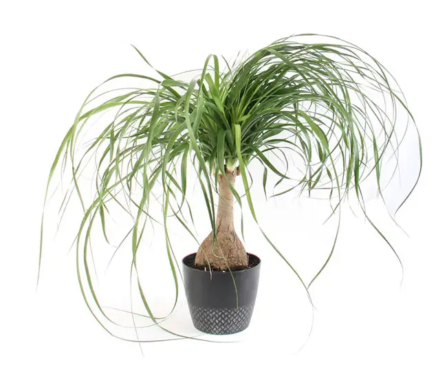 Ponytail Palm Tree (Beaucarnea recurvata).