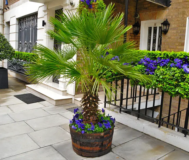 Picture of potted Chinese Fan Palm by the front door.