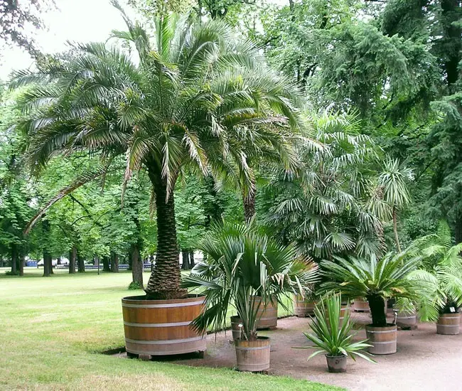 Picture of Pygmy Date Palm (Phoenix roebelenii) in a large container