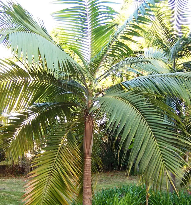 Princess Palm Tree (Dictyosperma album).  