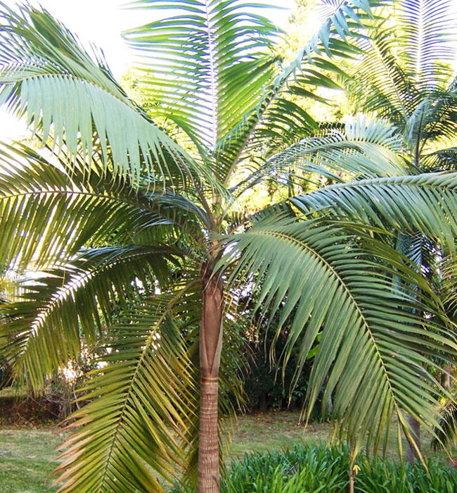 Princess Palm Tree (Dictyosperma album).  