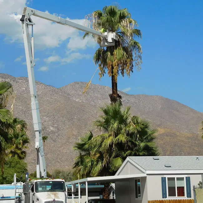 Tall palm tree pruning using hydraulic lift with a basket.