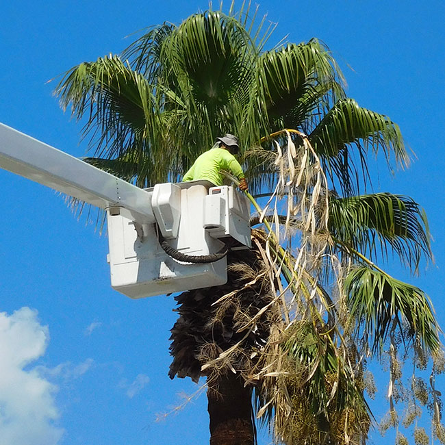 Tall palm tree trimming using hydraulic lift with a basket.
