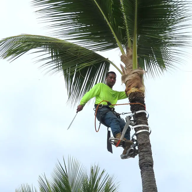 Photo of a climber trimming tall palm tree. 