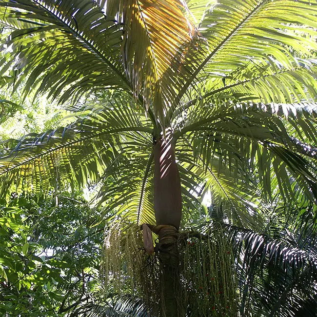 Purple King Palm Tree (Archontophoenix purpurea).