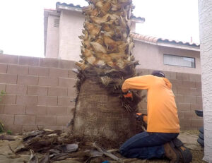 Interesting Info About How To Trim A Palm Tree Trunk