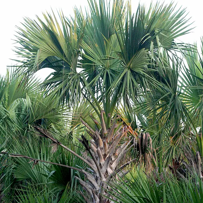 Texas Sabal Palm Tree (Sabal mexicana)