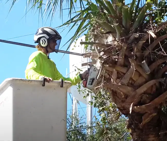 trimmingpalmtrees650x500a Florida Palm Trees