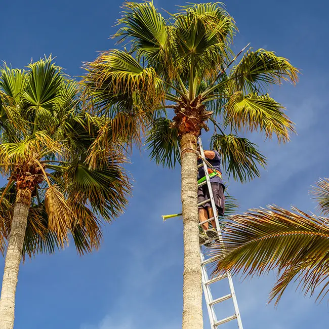 trimming-palm-trees-650x550c | Florida Palm Trees