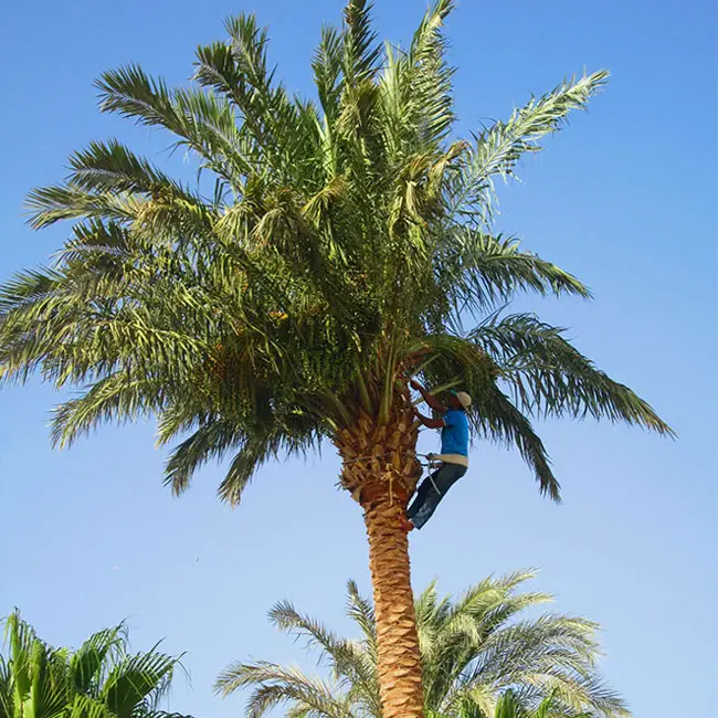 trimmingpalmtrees650x550d Florida Palm Trees