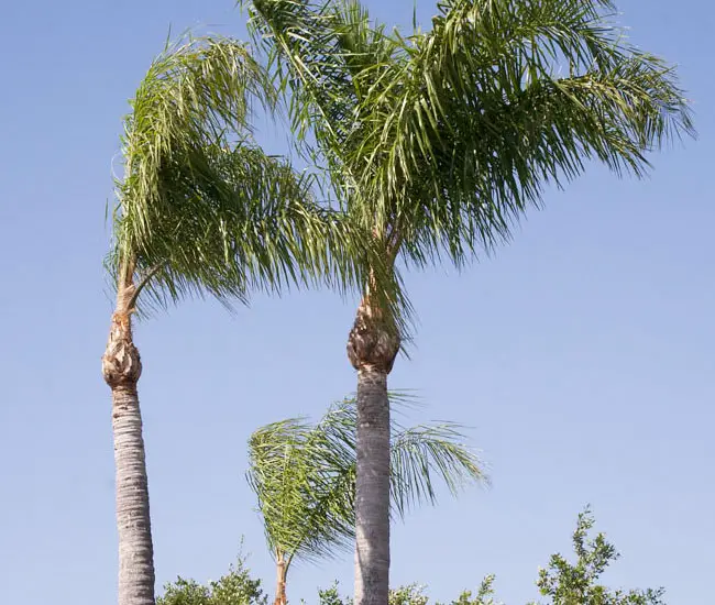 trimmingpalmtrees650x550e Florida Palm Trees