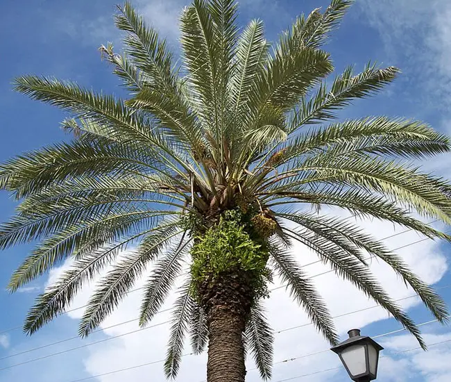 True Date Palm Tree (Phoenix dactylifera). 