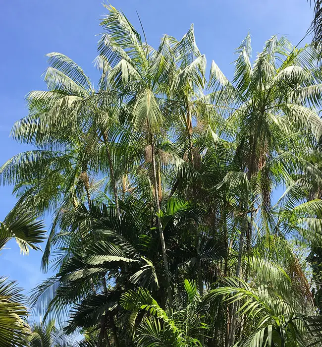 Acai Palm (Euterpe oleracea).