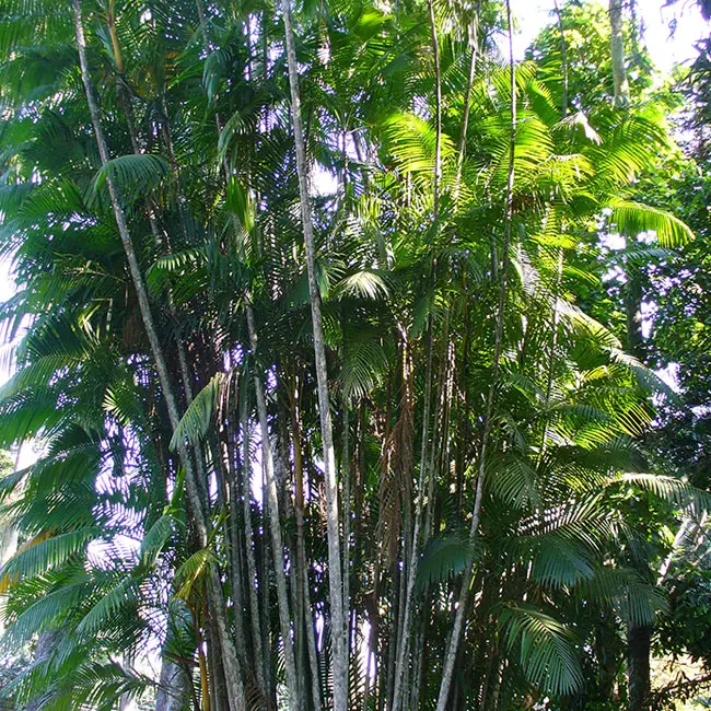 Acai Palm (Euterpe oleracea)