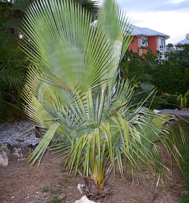 Bailey Copernicia Palm (Copernicia baileyana)