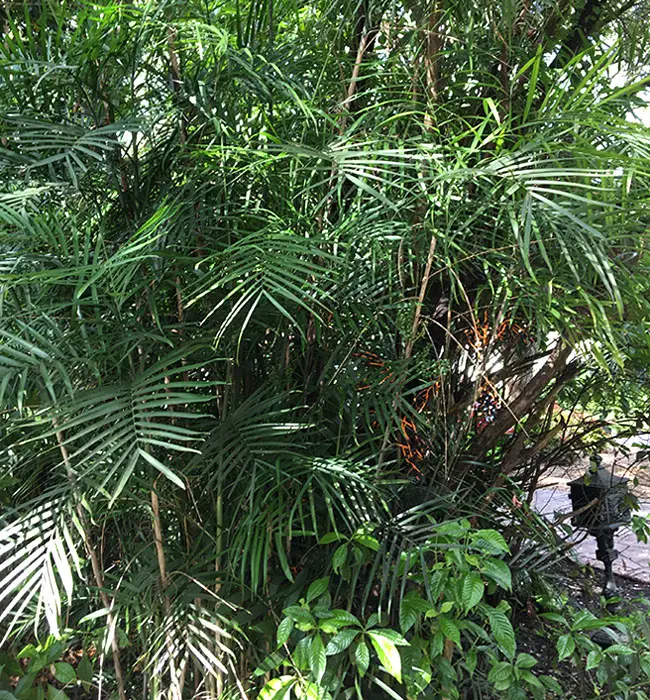 Bamboo Palm (Chamaedorea seifrizii).