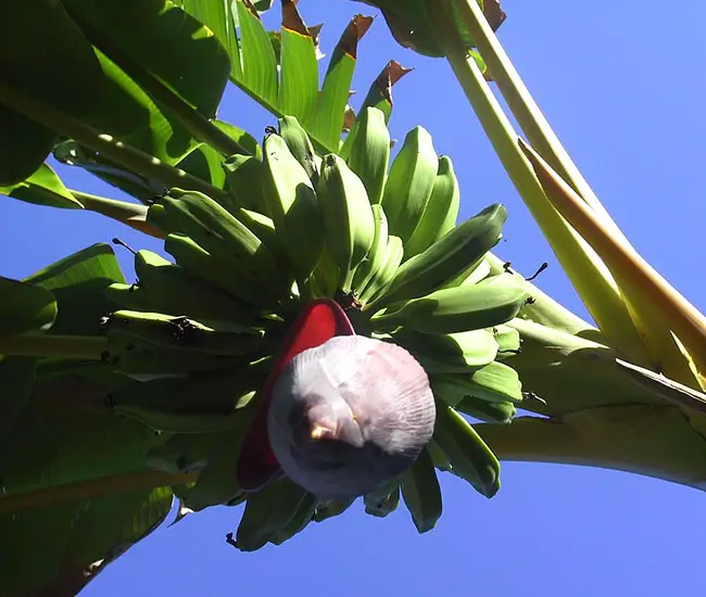 Banana Palm (Musa).