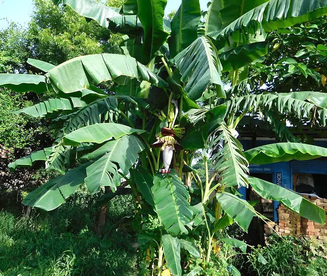 Banana Palm (Musa).