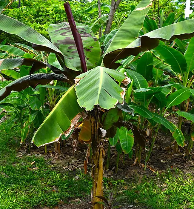Banana Palm (Musa).