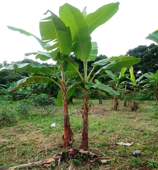 Banana Palm (Musa).