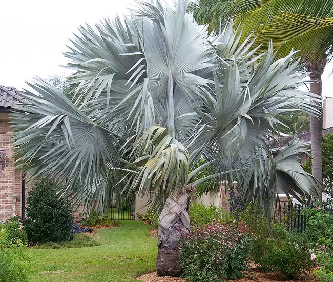 Bismarck Palm (Bismarckia nobilis). 
