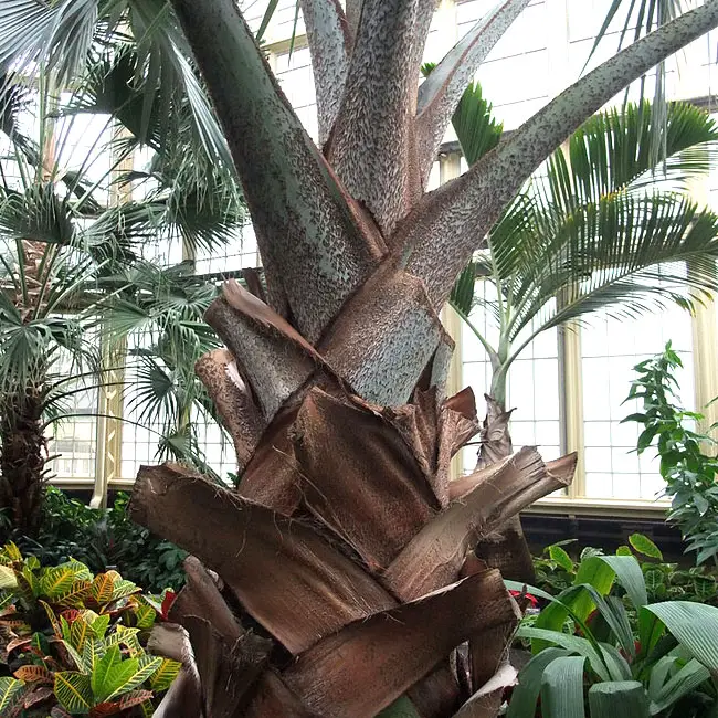 Bismarck Palm (Bismarckia nobilis)