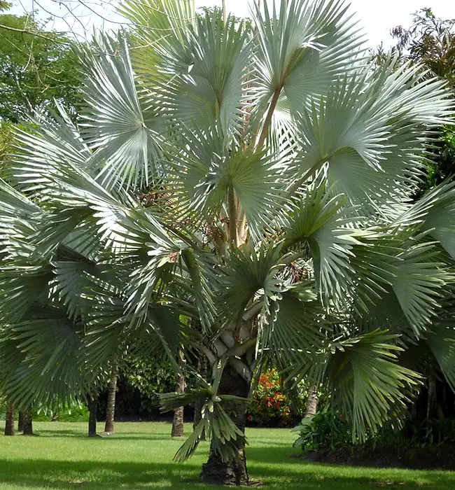 Bismarck Palm (Bismarckia nobilis)