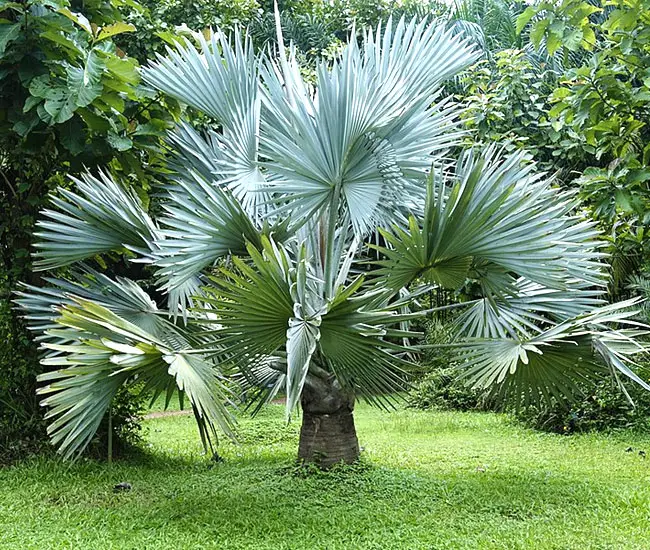 Bismarck Palm (Bismarckia nobilis)