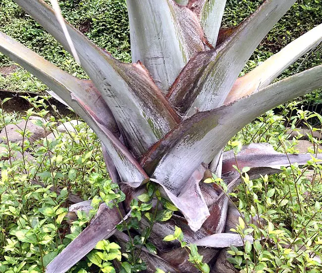 Bismarck Palm (Bismarckia nobilis)