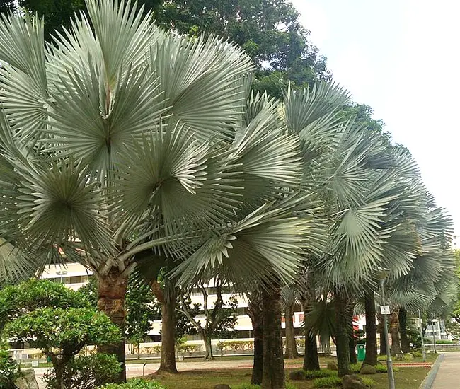 Bismarck Palm (Bismarckia nobilis)