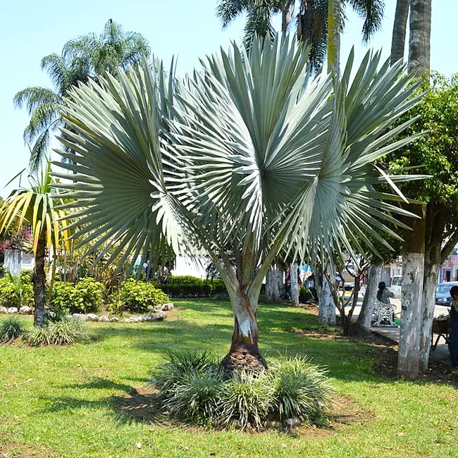 Bismarck Palm (Bismarckia nobilis)