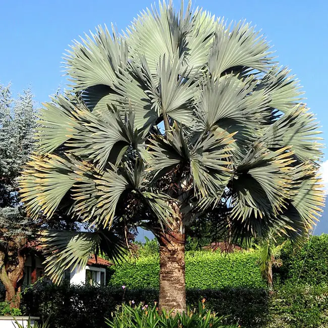 Bismarck Palm (Bismarckia nobilis)