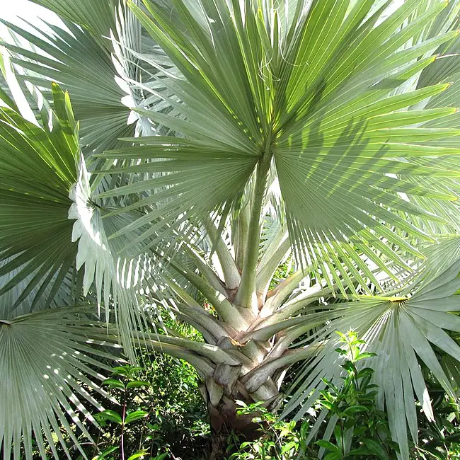 Bismarck Palm (Bismarckia nobilis)