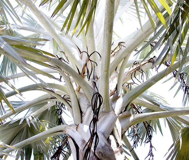 Bismarck Palm (Bismarckia nobilis).