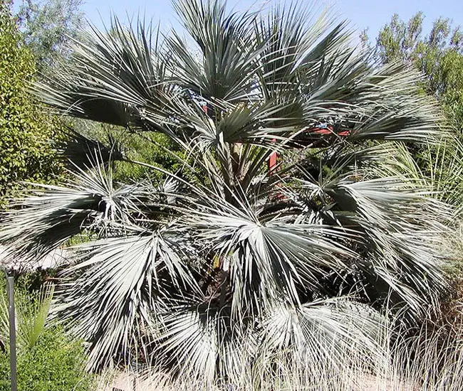 Blue Hesper Palm Tree (Brahea armata).