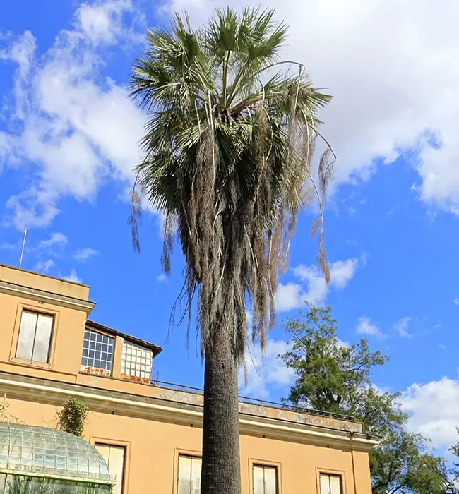 Blue Hesper Palm Tree (Brahea armata)