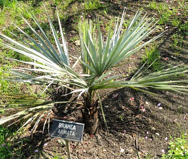 Blue Hesper Palm Tree (Brahea armata)