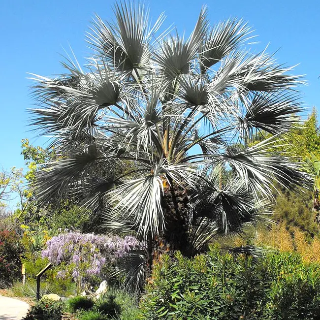 Blue Hesper Palm Tree (Brahea armata)