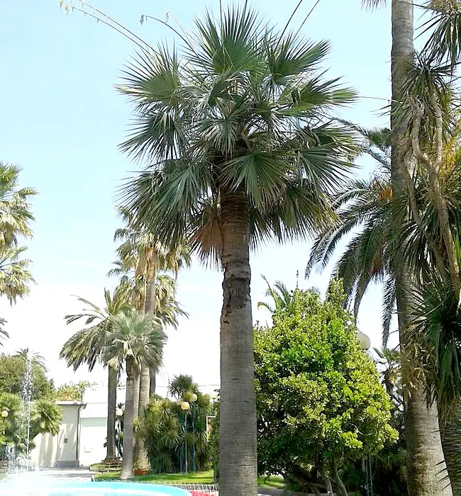 Blue Hesper Palm Tree (Brahea armata).