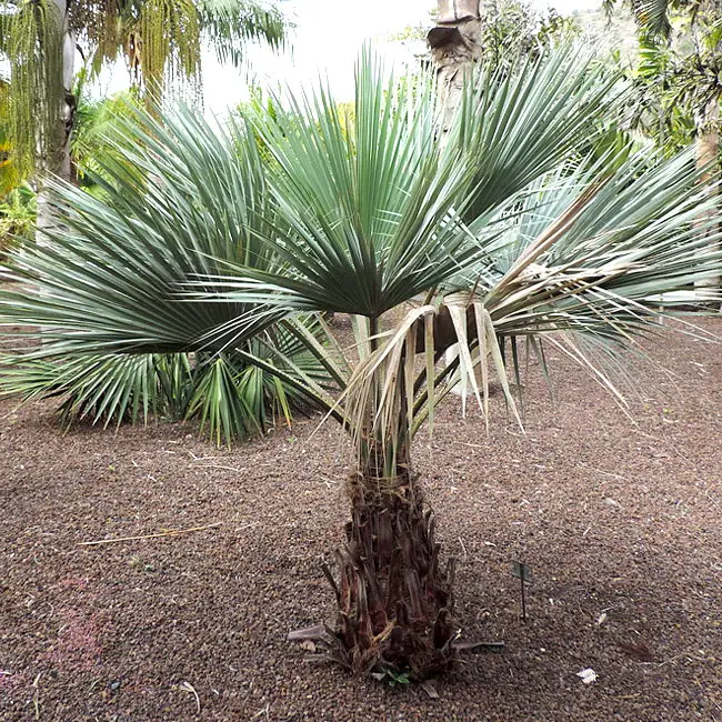 Blue Hesper Palm Tree (Brahea armata).