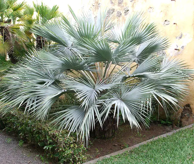 Blue Hesper Palm Tree (Brahea armata)