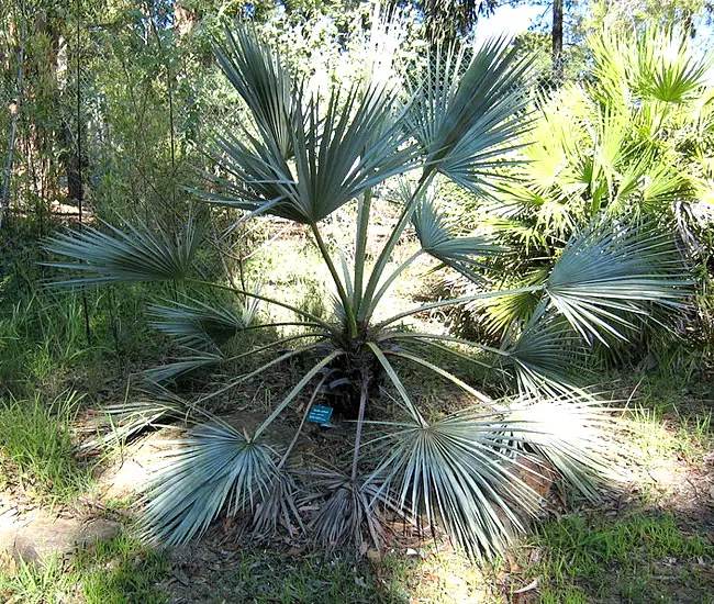 Blue Hesper Palm Tree (Brahea armata)